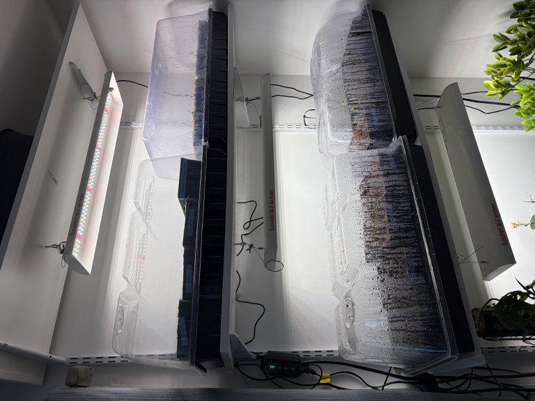Semis sains éclaircis à un par cube