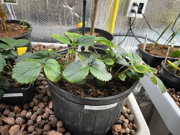 Couronnes de fraises prêtes pour la transplantation hydroponique