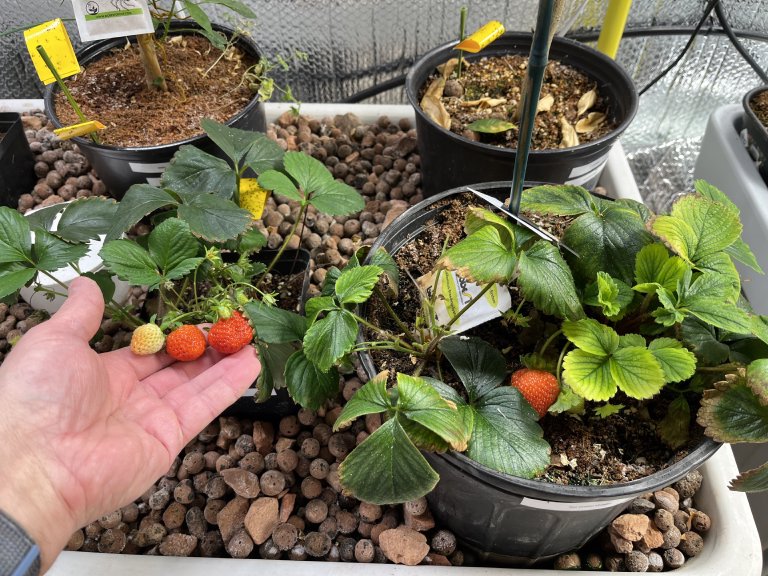 Strawberry crowns being prepared with roots washed clean of soil
