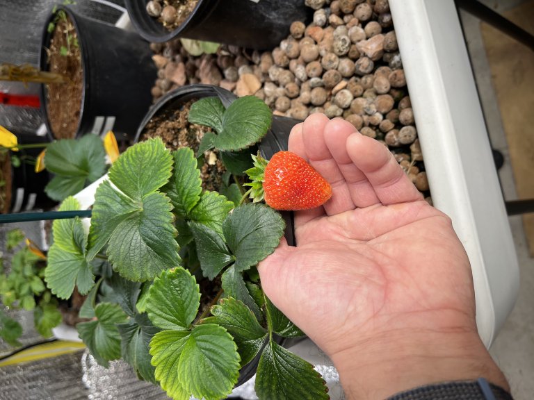 Strawberry plants growing in a hydroponic system under grow lights