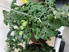 Birdie jaune Micro-dwarf tomato photo 2