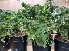 Birdie jaune Micro-dwarf tomato photo 3