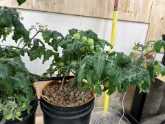 Birdie jaune Micro-dwarf tomato photo 4