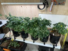 Birdie jaune Micro-dwarf tomato photo 5