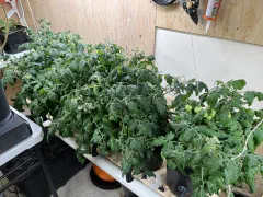 Birdie jaune Micro-dwarf tomato photo 6