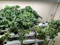 Birdie jaune Micro-dwarf tomato photo 7