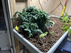 Birdie jaune Micro-dwarf tomato photo 8